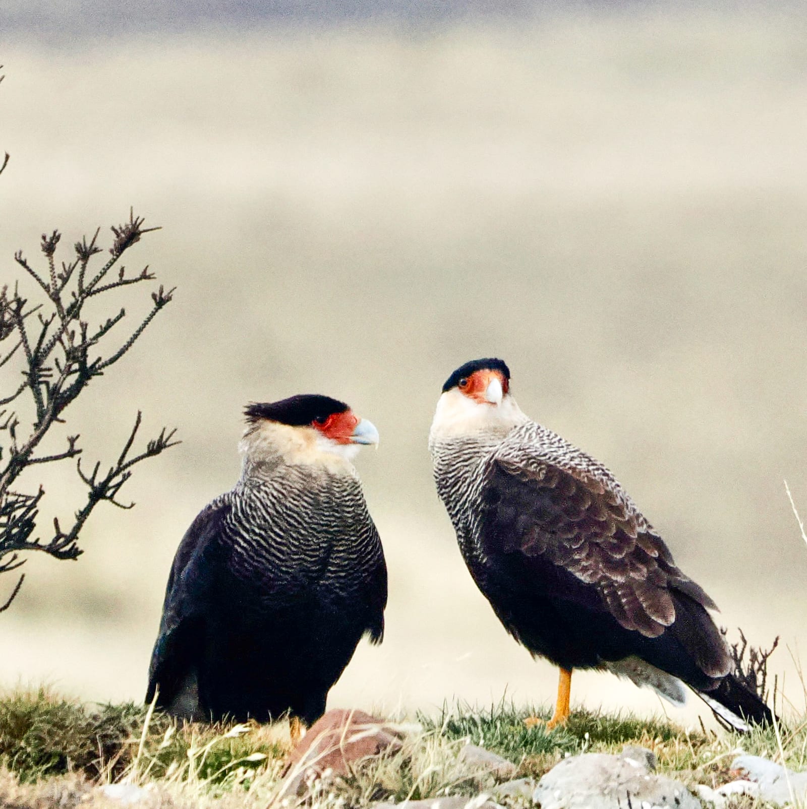 The Watchers