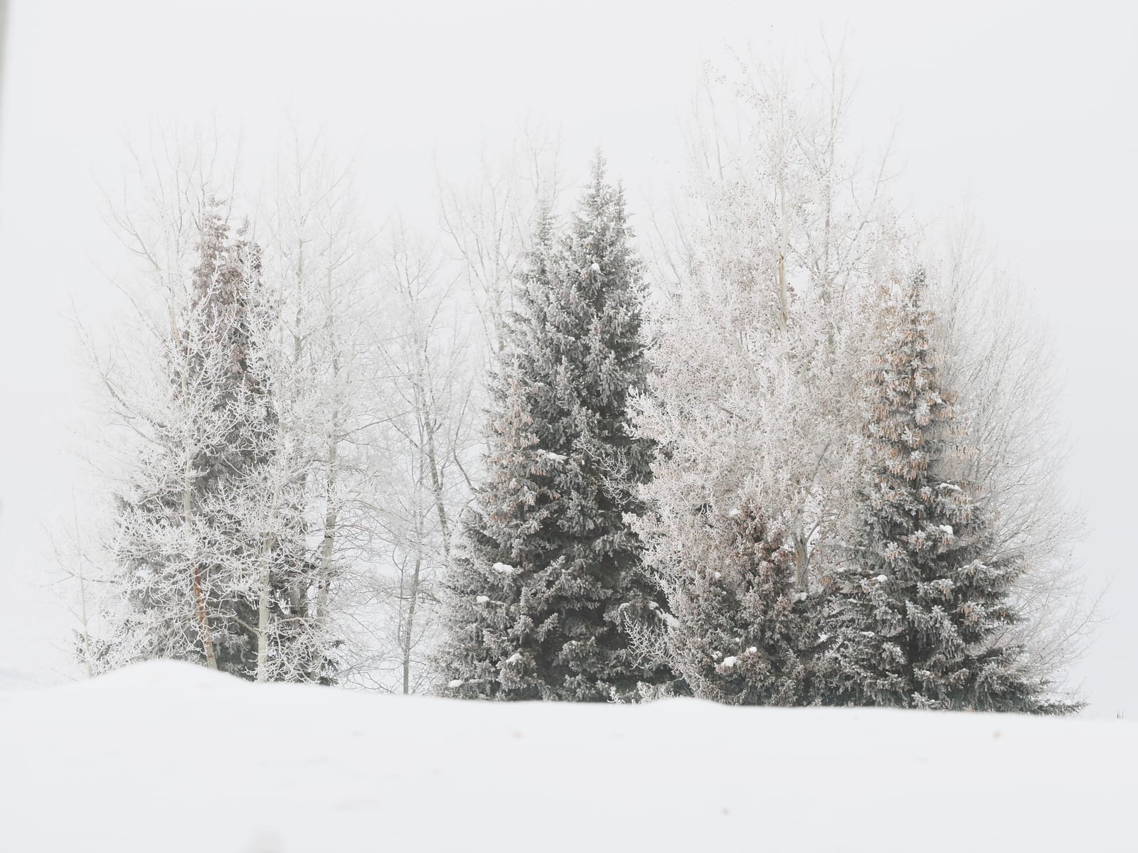 Frosted Grove