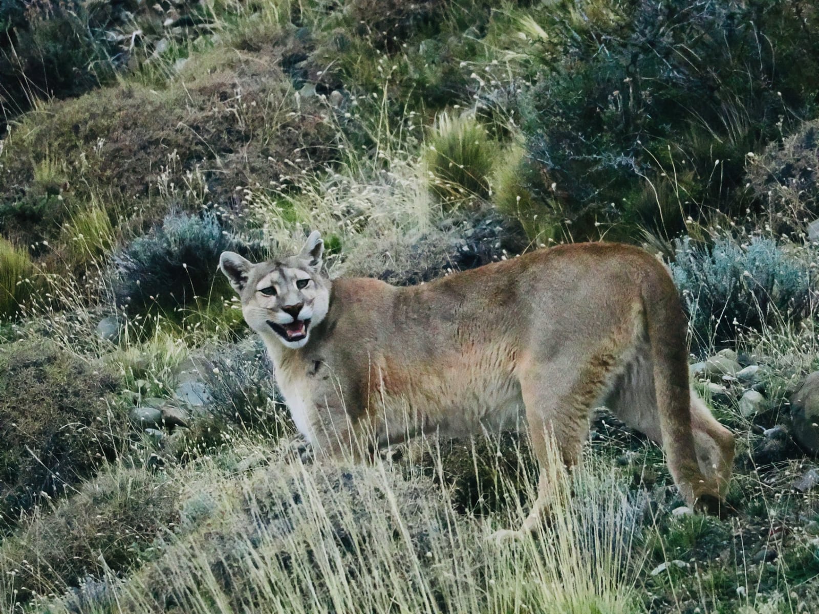 Puma at Dusk